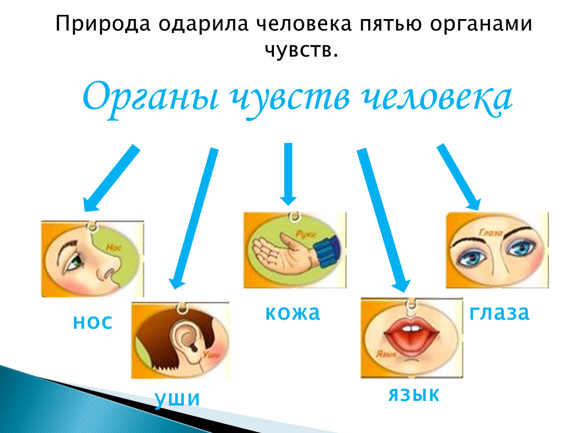 Нарисовать знаки правила гигиены органов чувств